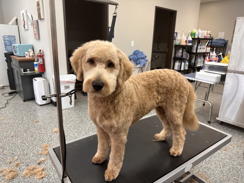 PET GROOMING BY MEGAN Request an Appointment 2324 12th Ave Rd, Nampa, Idaho Pet Groomers