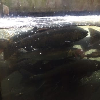 Capilano Salmon Hatchery - Coho salmon on October 11th - Parks Near Me - North Vancouver, British Columbia Capilano Salmon Hatchery - Coho salmon on October 11th - Parks Near Me - North Vancouver, British Columbia