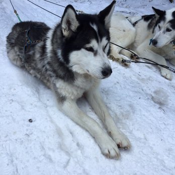 Snowy Owl Sled Dog Tours - Tours Near Me - Canmore, Alberta Snowy Owl Sled Dog Tours - Tours Near Me - Canmore, Alberta