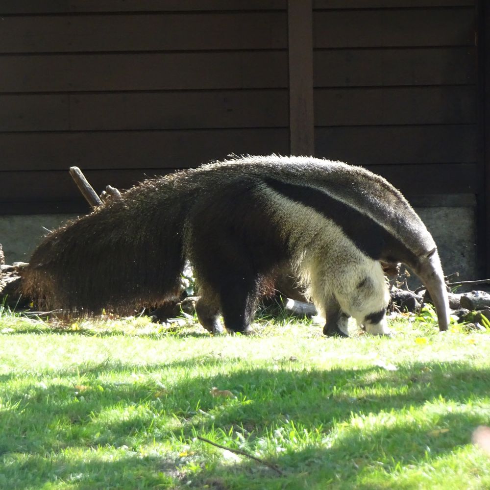 ZOO BERLIN - Anteater - Zoos Near Me - Berlin, BE ZOO BERLIN - Anteater - Zoos Near Me - Berlin, BE