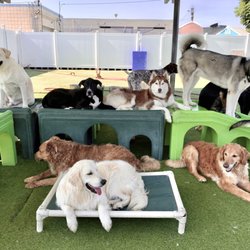Ruff House Pet Resort - Big dog play group. Break time