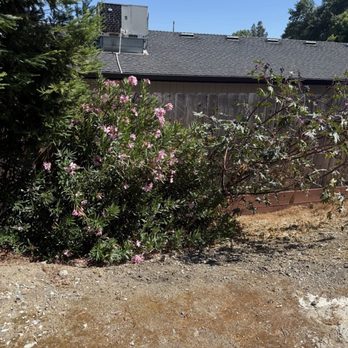 Green Lane Tree Service - Before - Tree Services Near Me - Brentwood, California