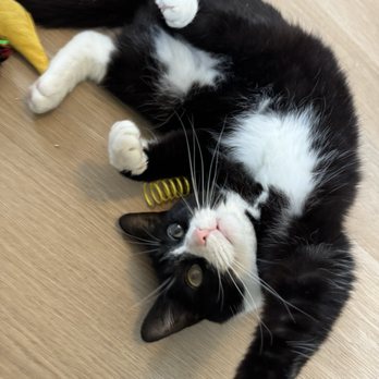 KittyBuddy - She sent several pictures of my kitty every day - Pet Sitting Near Me - Tacoma, Washington