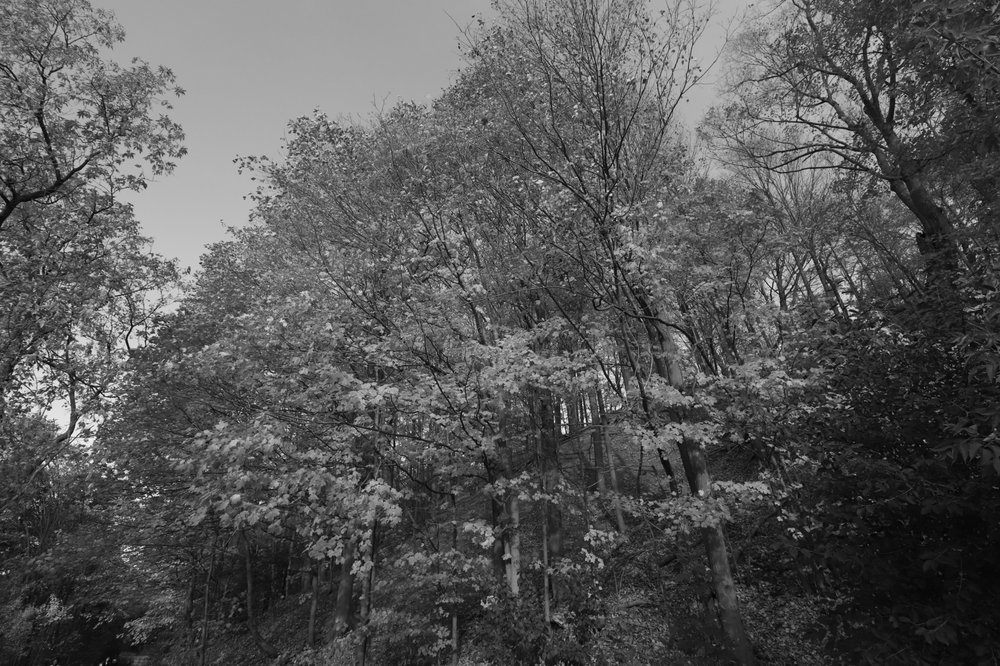 Charles Sauriol Conservation Area Logo