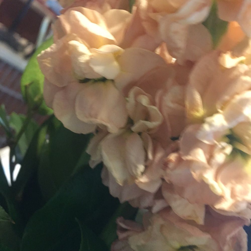 Magnolia Flowers - They said they were fresh from the morning. I received my delivery at 10:30 - Florists Near Me - Riverside, California