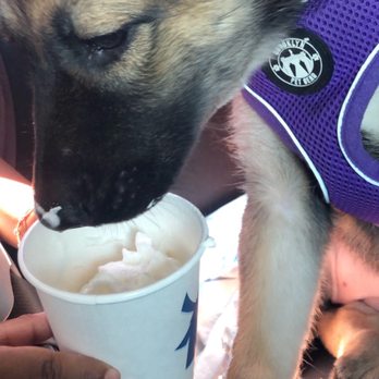 Dutch Bros Coffee - My puppy loves her pupacchino too - Coffee & Tea Near Me - Yuma, Arizona
