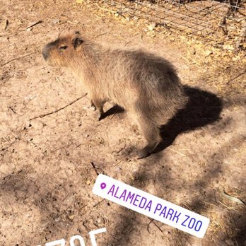 Alameda Park Zoo - Zoos Near Me - Alamogordo, New Mexico Alameda Park Zoo - Zoos Near Me - Alamogordo, New Mexico