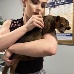 Spine Body & Soul Chiropractic - Exotic Animal Chiropractic Adjustments meet our friend the Kinkajou