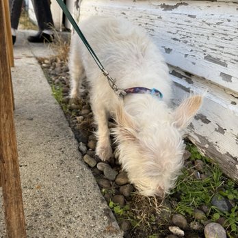 Blueys Kitchen - Pup tax - Cafes Near Me - Santa Monica, California