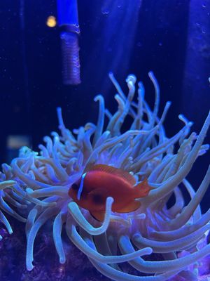 Alabama Aquarium at the Dauphin Island Sea Lab by null