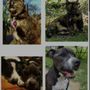 Photo of From Paws To Plants