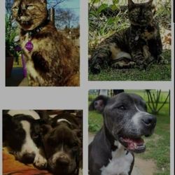 From Paws To Plants - Ash's kids!