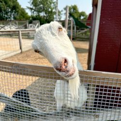 Lambs Farm in Libertyville gift card