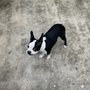 Photo of Jenn's Pet Care
