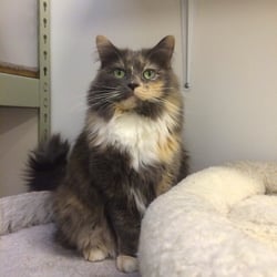 Kindred Kitties - Another adoptable cat, Mama Zoey