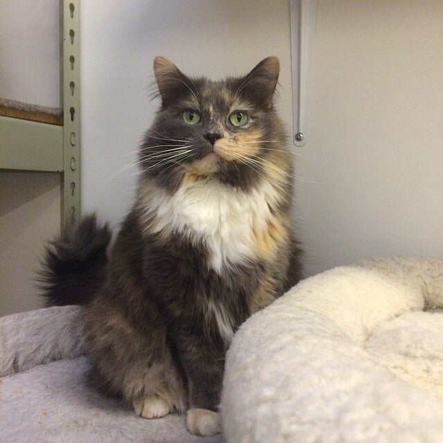 KINDRED KITTIES Updated August 2024 614 59th St, Kenosha, Wisconsin