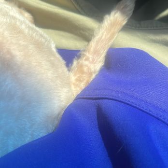 Grooming Gallery - Pet Groomers Near Me - North Little Rock, Arkansas