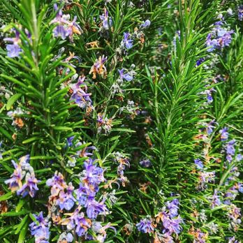 Poetic Cellars - a bush of rosemary with purple flowers - Wineries Near Me - Soquel, California Poetic Cellars - a bush of rosemary with purple flowers - Wineries Near Me - Soquel, California