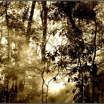 Fetterley Logging - Fetterley Logging, LLC - Tree Services Near Me Fetterley Logging - Fetterley Logging, LLC - Tree Services Near Me