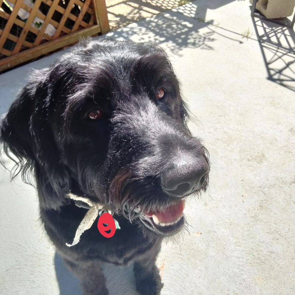Tails by Taya - After haircut - Pet Groomers Near Me - Johnston, Rhode Island Tails by Taya - After haircut - Pet Groomers Near Me - Johnston, Rhode Island