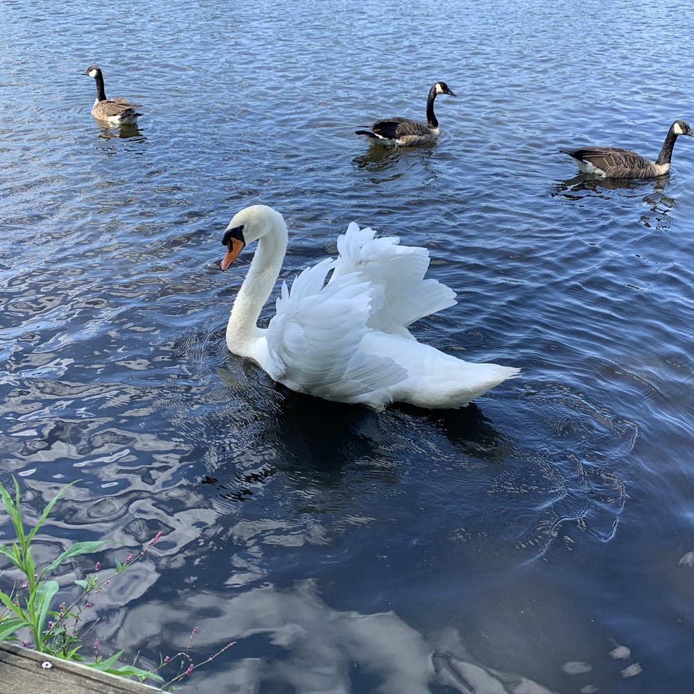 Belmont Lake State Park - Swans in the lake - Parks Near Me - North Babylon, New York Belmont Lake State Park - Swans in the lake - Parks Near Me - North Babylon, New York
