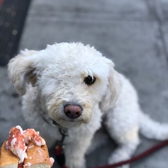 Lobster West - Captain Ramen Noodle loves his roll - Seafood Near Me - Coronado, California Lobster West - Captain Ramen Noodle loves his roll - Seafood Near Me - Coronado, California