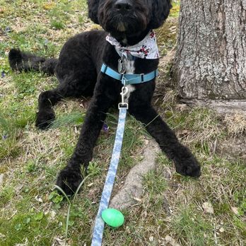Petco - Groomed handsome boy - Pet Training Near Me - Frederick, Maryland