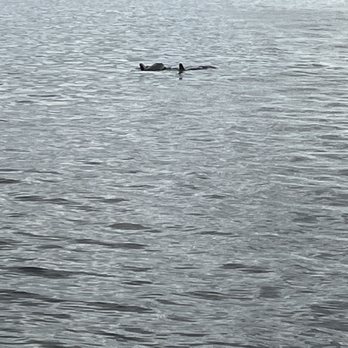 Paradise Boat Tours - Dolphin and it's baby - Boat Tours Near Me - Bradenton Beach, Florida Paradise Boat Tours - Dolphin and it's baby - Boat Tours Near Me - Bradenton Beach, Florida