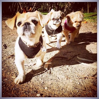 Bonesy - SF Dog Walkers - Dog Walkers Near Me Bonesy - SF Dog Walkers - Dog Walkers Near Me