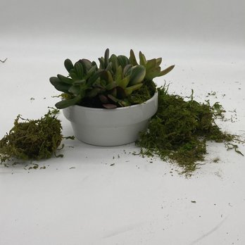 Edith’s Collective - Succulent dish gardens - Gift Shops Near Me - Malad City, Idaho