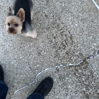 PetSmart - Just picked up my teacup Yorkie from being groomed by Tiffany and he's beautiful very very expensive dog - Pet Training Near Me - Merrillville, Indiana