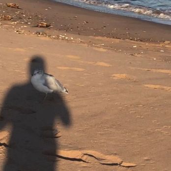 Cedar Grove Beach - The iconic Alpha Charlie Senior the seagull of Cedar Grove beach - Beaches Near Me - New Dorp Beach, New York Cedar Grove Beach - The iconic Alpha Charlie Senior the seagull of Cedar Grove beach - Beaches Near Me - New Dorp Beach, New York