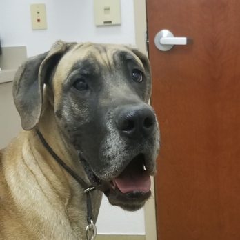 Arizona Veterinary Specialists - Phoebe and the others getting their CERF. - Veterinarians Near Me - Gilbert, Arizona Arizona Veterinary Specialists - Phoebe and the others getting their CERF. - Veterinarians Near Me - Gilbert, Arizona