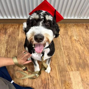 Camp Bow Wow - Love the graduation cap - Pet Sitting Near Me - Albany, New York