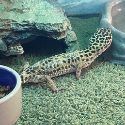 Leopard gecko with unhealthy stuck shed. Leopard gecko with unhealthy stuck shed.