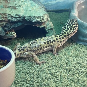 Valley Pets - Leopard gecko with unhealthy stuck shed. - Pet Stores Near Me - Fountain, Colorado Valley Pets - Leopard gecko with unhealthy stuck shed. - Pet Stores Near Me - Fountain, Colorado