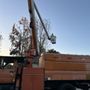 City To City Tree Enhancement Experts