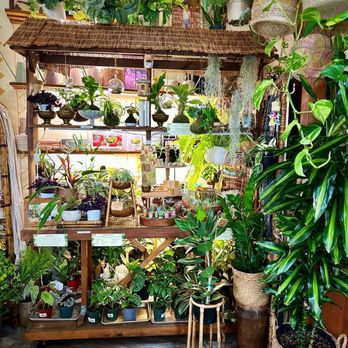 Pamana Plantas - Nurseries & Gardening Near Me - Berkeley, California Pamana Plantas - Nurseries & Gardening Near Me - Berkeley, California