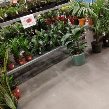 The Home Depot - Plants - Hardware Stores Near Me - Gilbert, Arizona The Home Depot - Plants - Hardware Stores Near Me - Gilbert, Arizona