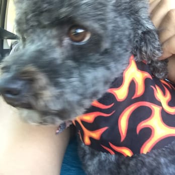 Pet Spaw - Pet Groomers Near Me - Glendora, California