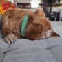 Photo of Homeward Bound Golden Retriever Rescue