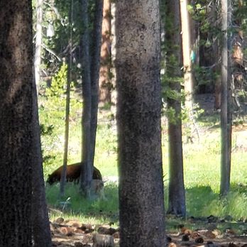 Cinnamon Bear Inn - Hotels Near Me - Mammoth Lakes, California