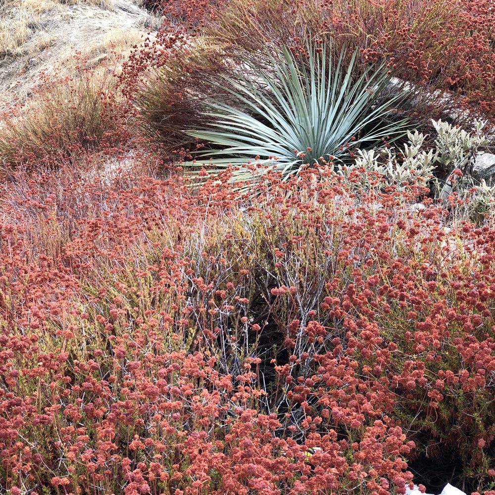 Angeles National Forest - Plants - Parks Near Me - Arcadia, California