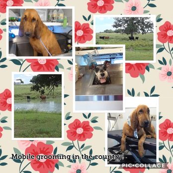 Perfect Pet Cuts - Pet Groomers Near Me - Houston, Texas Perfect Pet Cuts - Pet Groomers Near Me - Houston, Texas