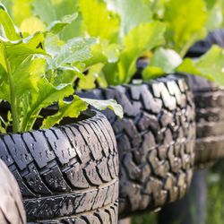 Tire Trek