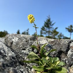 Mount Monadnock