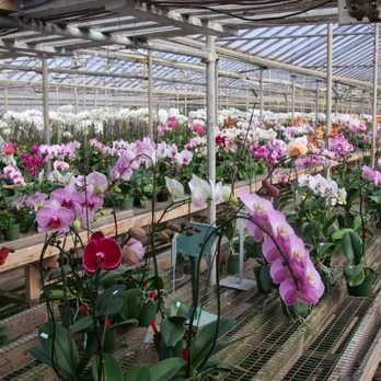 Orchids By Hausermann - Nurseries & Gardening Near Me - Villa Park, Illinois Orchids By Hausermann - Nurseries & Gardening Near Me - Villa Park, Illinois