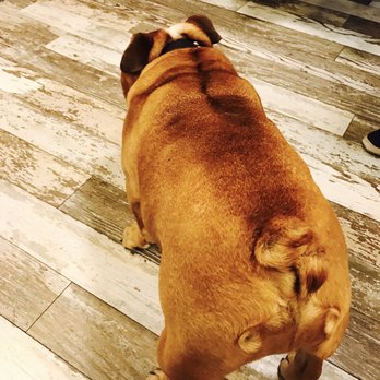 SHOW PONY - I love this dog! Heavy!!! Cute ass too - Accessories Near Me - Seattle, Washington