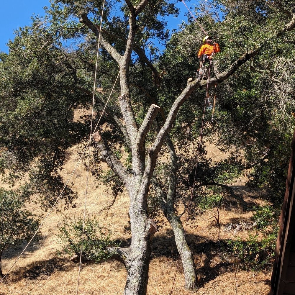 Rivas Tree Services - Tree Services Near Me Rivas Tree Services - Tree Services Near Me