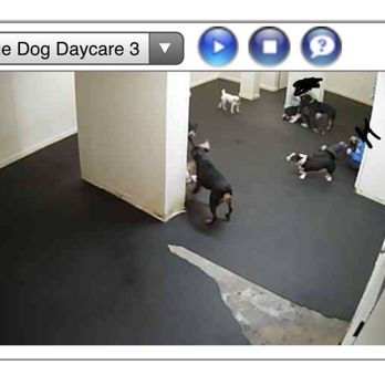 Pappy's Pet Lodge - Large daycare room via their internet camera - Dog Walkers Near Me - Addison, Texas